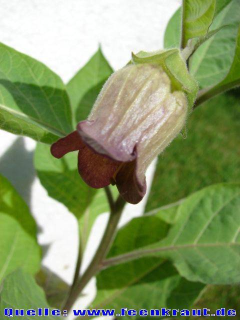 عکسهای شابیزک Atropa belladonna 5